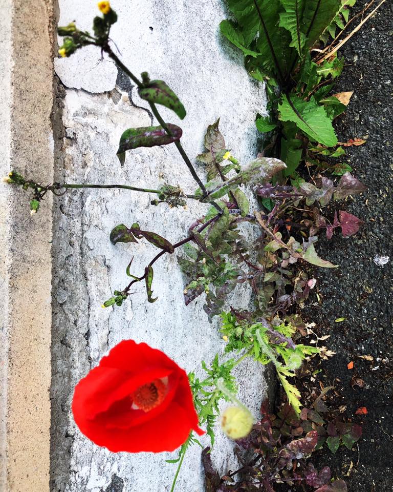 gracia bejjani fleur coquelicot photo nature mur poesie poeme litterature texte