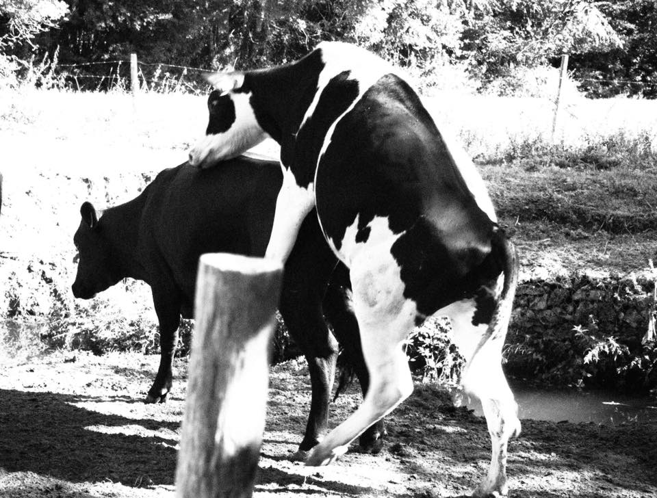 gracia bejjani photo nature animal poesie poeme litterature texte