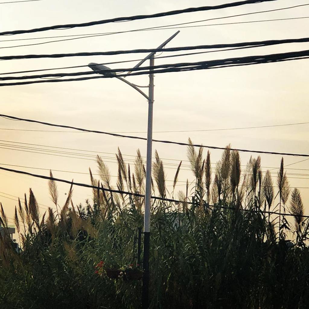 liban symbole hauteur horizon gracia bejjani photo texte