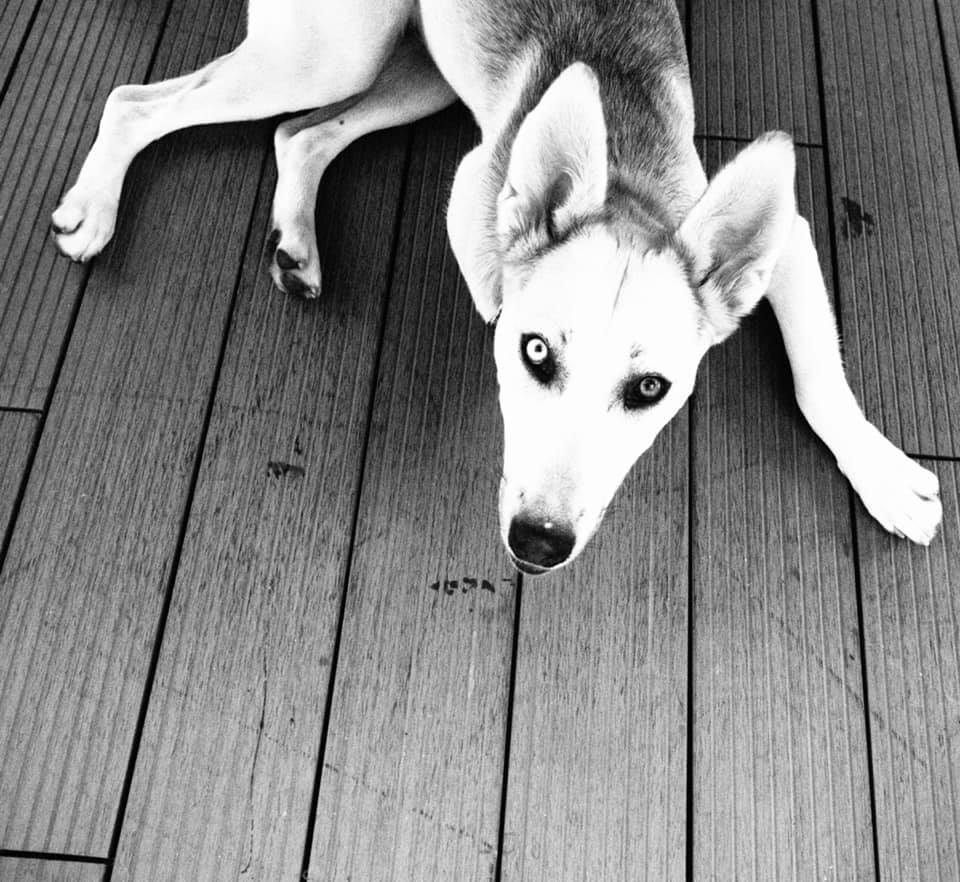 chien sentiment paradoxe rencontre lien gracia bejjani