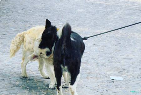 street-photo chien rencontre