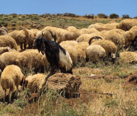 mouton unique singulier groupe liban