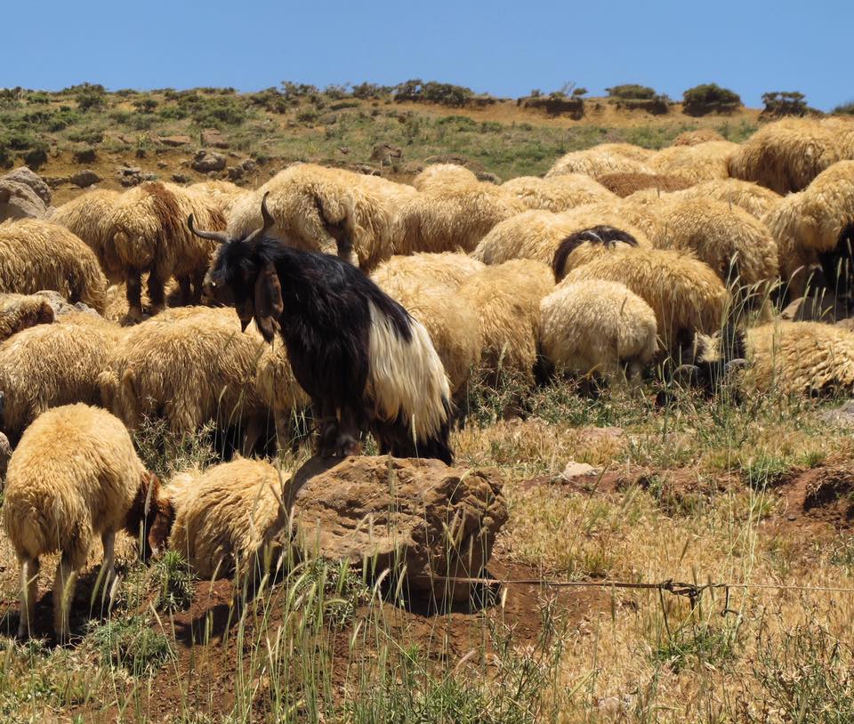 mouton unique singulier groupe liban