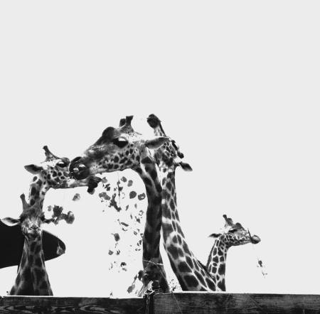 girafe animal groupe solitude